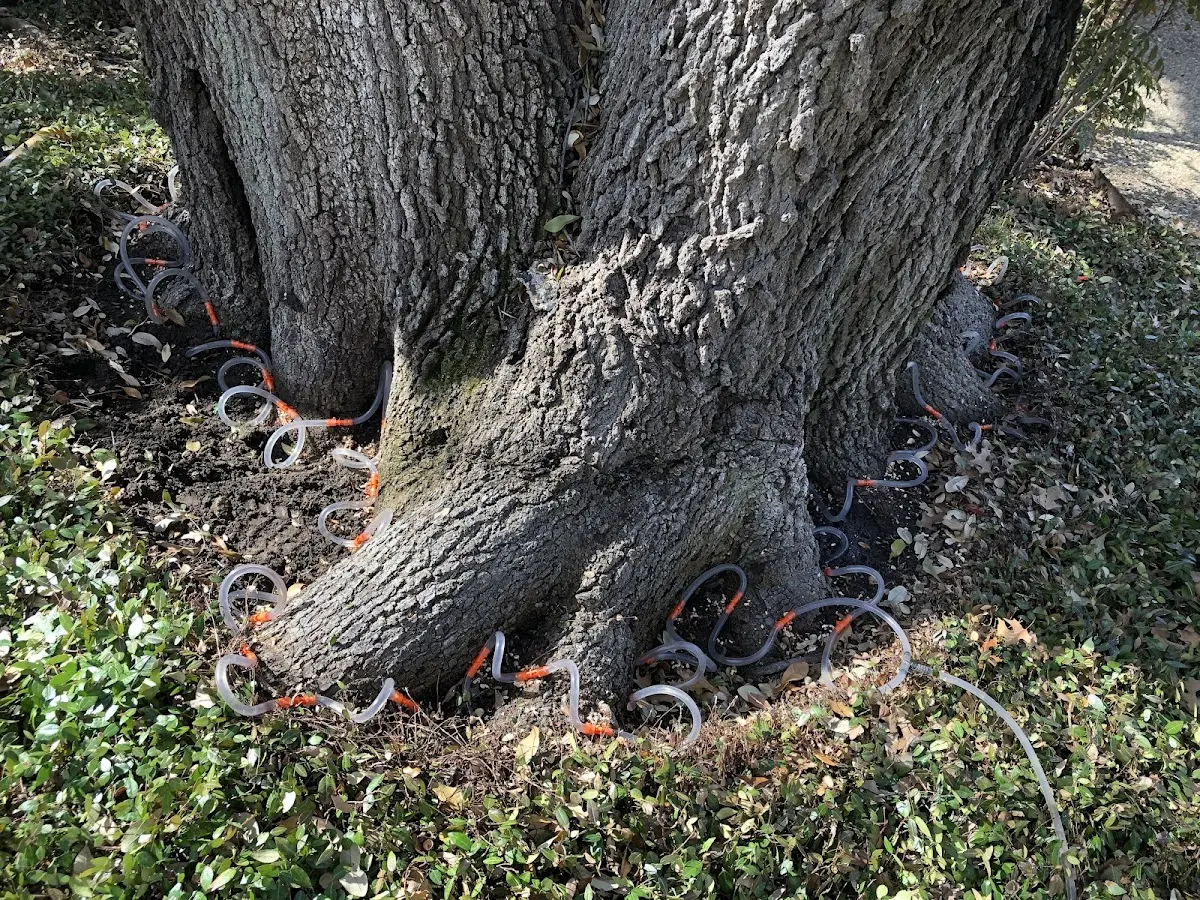 Detailed Tree Cabling and Bracing job site in Penn Valley