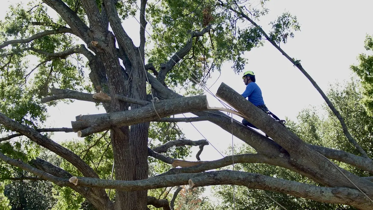 Professional Crown Thinning performed by certified arborists in Penn Valley