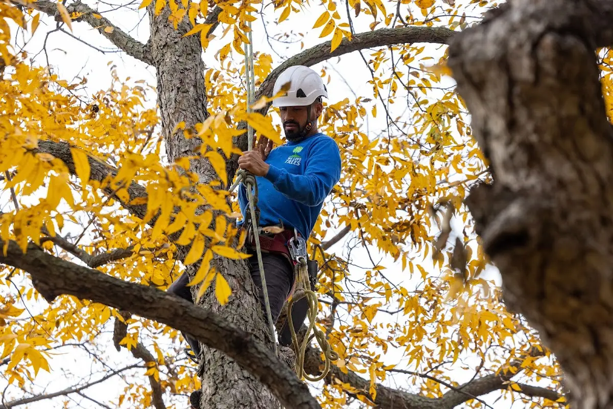 Skilled Tree Planing crew working in Penn Valley